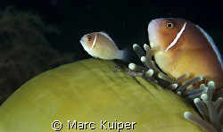 two pink anemonefish in anemone, accompanied by shrimp. by Marc Kuiper 
